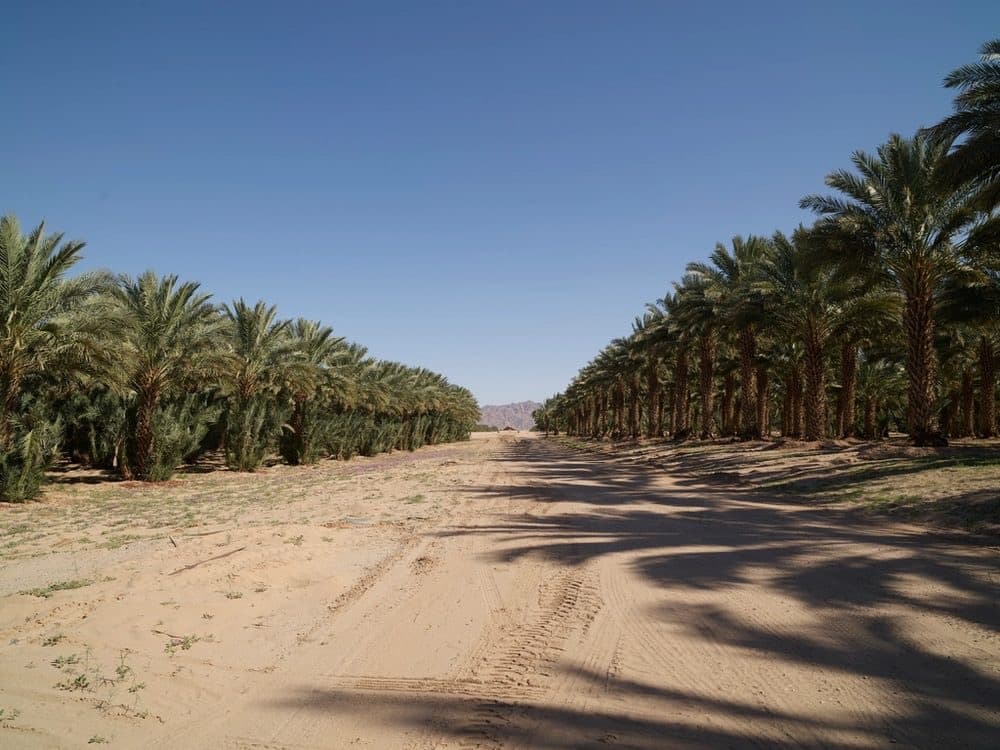 Palm Oil — ROODAN core commodity